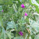 Natur im Garten