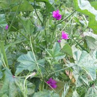 Natur im Garten