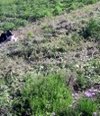 Unerlaubtes Mähen und weitere Zerstörung