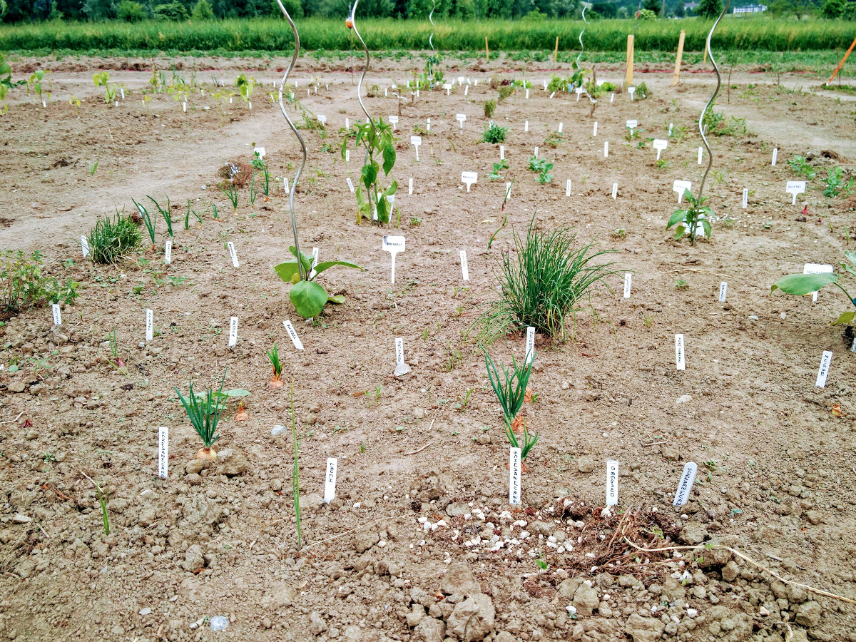 Frisch gepflanzt im ersten Gartenjahr Frisch gepflanzt im ersten Gartenjahr