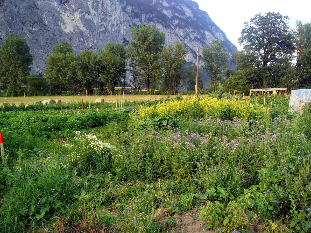 Wildblumen und Co. Wildblumen und Co.